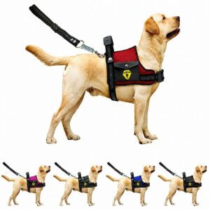 Coleira Peitoral Para Cachorro Pet Com Bolso Guia Ajustável Reforçada Confortável Pitbull Golden Doberman